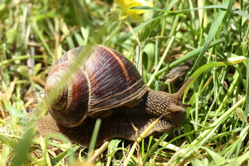 Snail