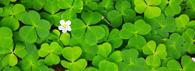 Green clover leaves background .