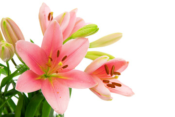 Fototapeta na wymiar Pink lily flowers isolated .