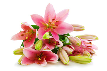 Pink lily flowers isolated .