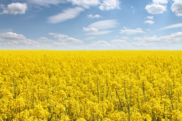 Obraz premium Oilseed Rape, Canola, Biodiesel Crop 
