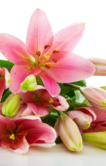 Plakat Pink lily flowers isolated .
