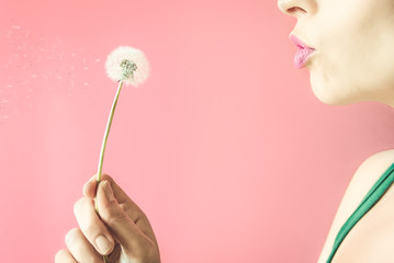 A girl is blowing on a dandelion on a pink background. 
