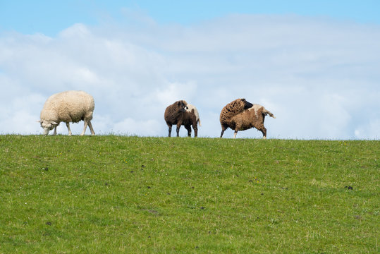 drei ostfriesische Schafe auf dem Deich