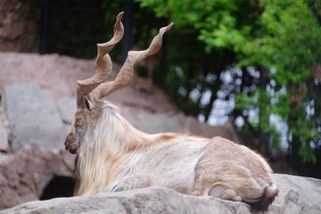 Male of a mountain goat