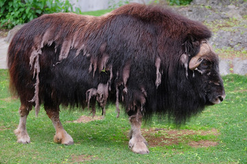 The image of a bison