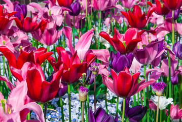 Buntes Tulpenfeld