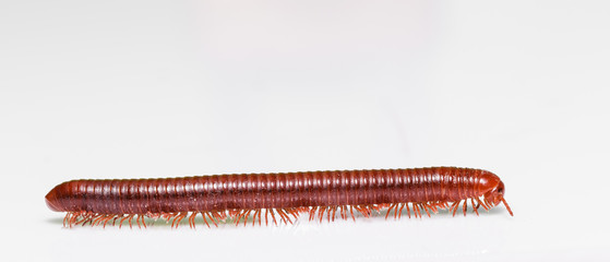 Millipede on white background