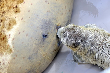 アザラシの授乳 © shima-risu