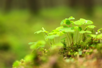 Green clover leaves .