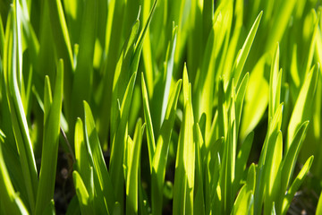 Fototapeta na wymiar Rich spring green grass, suitable as a background image