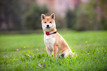 A young shiba inu sits in the park