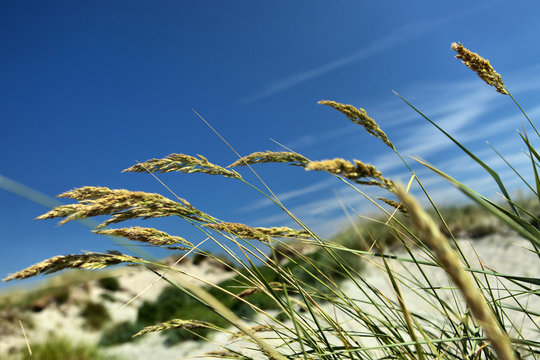 Gr&auml;sstr&aring; mot bl&aring; himmel