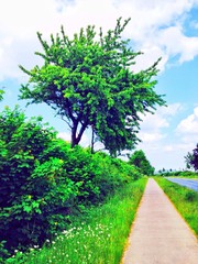 Kirschbaum im Mai