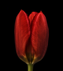 red vintage tulip
