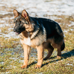 Beautiful Young Brown German Shepherd Puppy Dog Staying