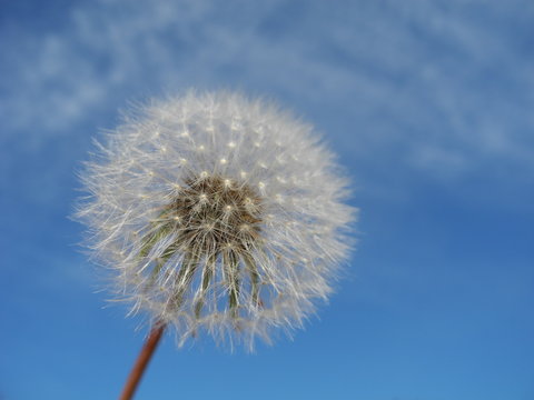 Nahaufnahme einer Pusteblume - Loewenzahn der Gattung Taraxacum