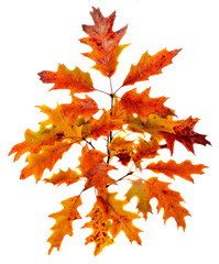 Colored autumn maple leaves, leafs, isolated