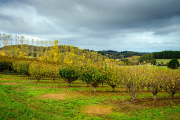 Fototapeta na wymiar Autumn trees in the garden, South Australia