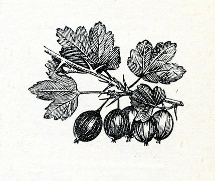 Gooseberry (Ribes uva-crispa)