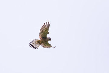 common kestrel (Falco tinnunculus) during stationary flight
