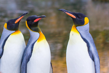 emperor penguins standing (Aptenodytes forsteri)