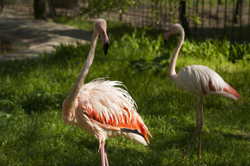 Pink flamingo close-up in Nikolaev zoo
