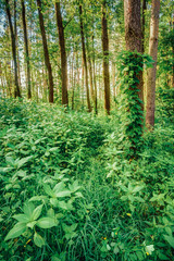 Mixed forest, russian nature