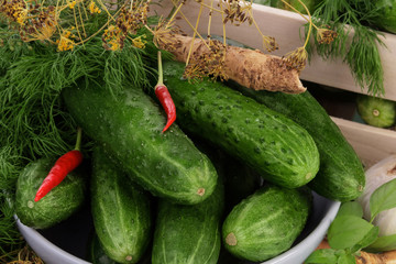 Cucumbers for marinate with dill