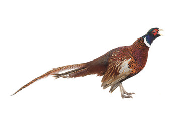 pheasant