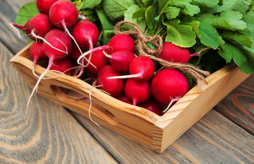 Fresh organic radish