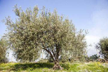 Olive Tree