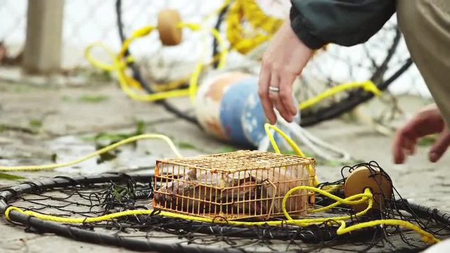 Close up of a fisherman loading his trap with dead fish and then throwing his net over the dock into the water