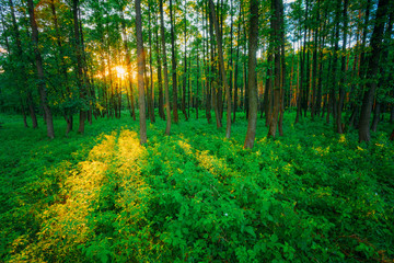 Fototapeta na wymiar Sunlight In Green Coniferous Forest, Russian Nature