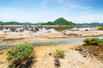 Dead woods and a flooding pond