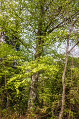 spring green forest, Bavaria, Germany