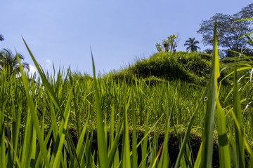 Tegalalang rice terrace. Bali