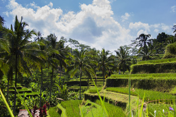 Obraz premium Tegalalang rice terrace. Bali