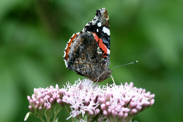 Motyl na kwiatku © agatop