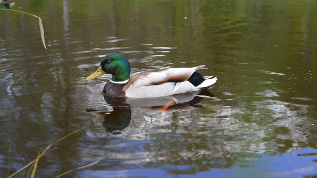 Duck on the river.