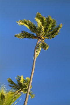 Fifi, Coconut