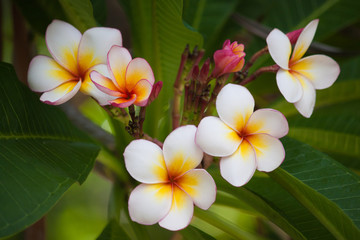 Frangipani