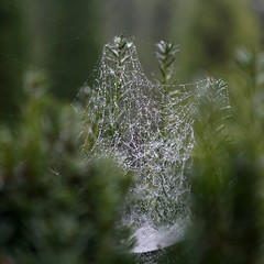Korona z pajęczyny - krople wody na pajęczynie