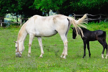 Naklejka na ściany i meble Lipizzaner mare and foal on the pasture