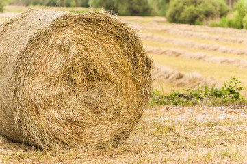 Bale of hay