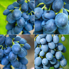 Ripe grape collage.