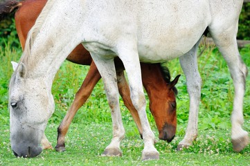 Naklejka na ściany i meble Lipizzaner mare and foal on the pasture