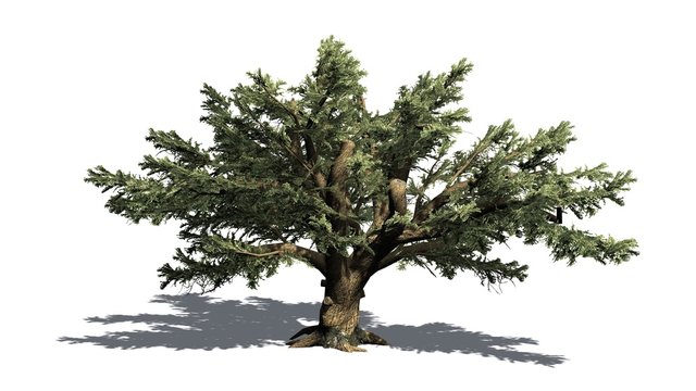 Cedar of Lebanon tree - separated on white background
