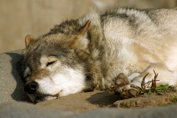Спящий волк. Московский зоопарк