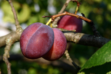 Ветка спелой сливы